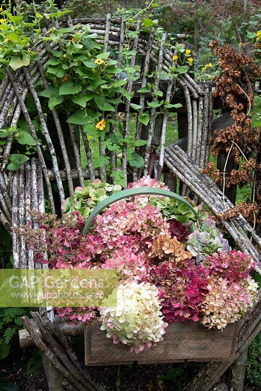 Hydrangea paniculata flowerheads in wooden trug on Hazel chair