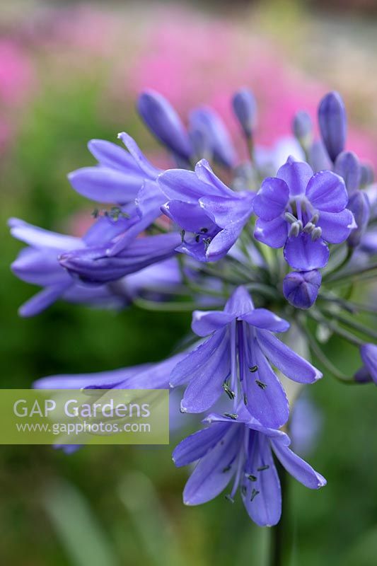 Agapanthus 'Ever Sapphire'