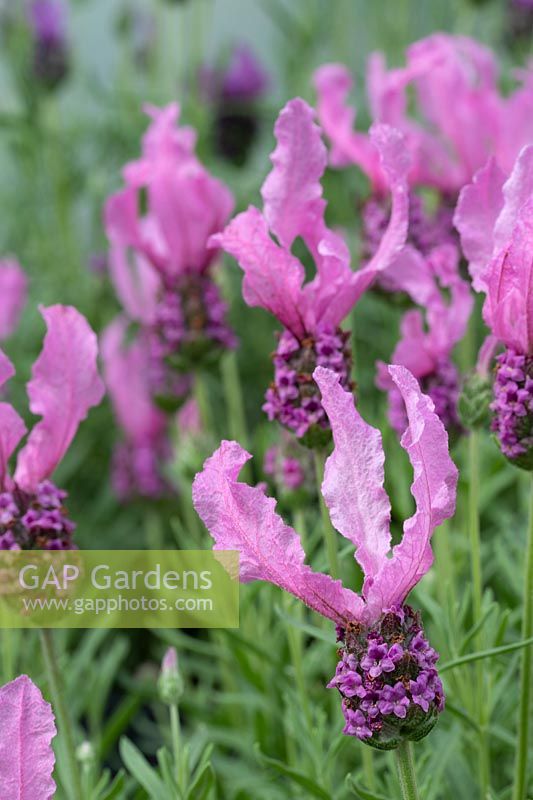 Lavender stoechas 'Fairy Wings Pink' - . French Lavender