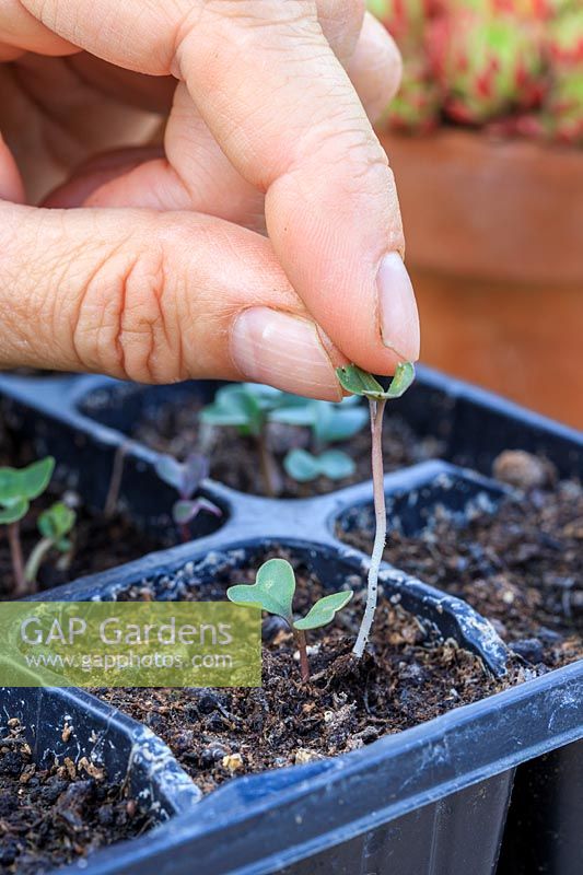 Woman removing unwanted seedlings so that a single seedling remains in each cell.
