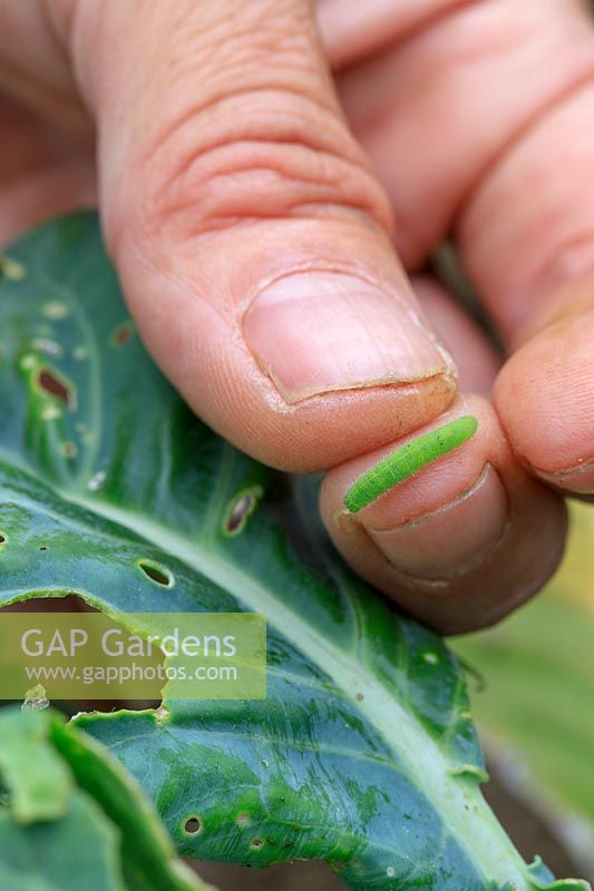 Removing Caterpillar from Cauliflower leaf.