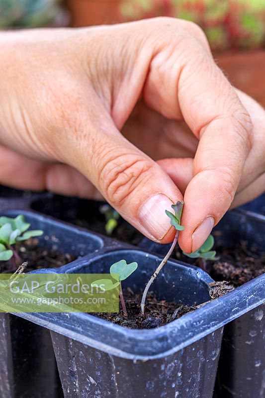 Woman removing unwanted seedlings so that only a single seedling remains in each cell.