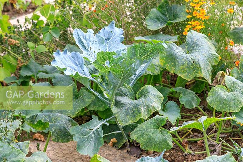 Cabbage 'January King' in vegetable garden in September