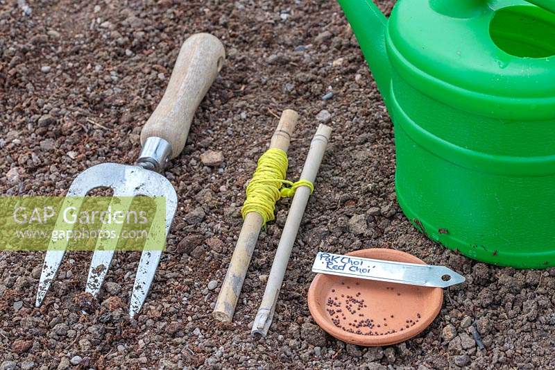 Tools and materials ready for sowing Pak Choi 'Red Choi'.