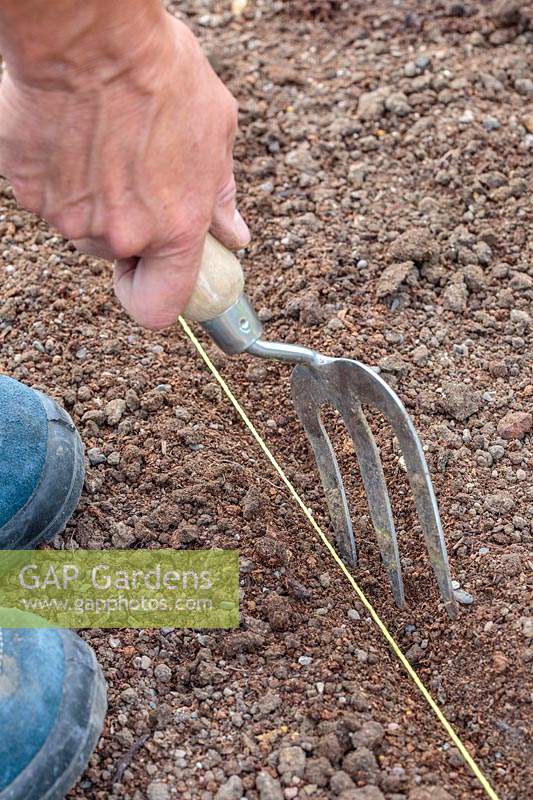Woman using hand fork to create drill ready for sowing seeds.
