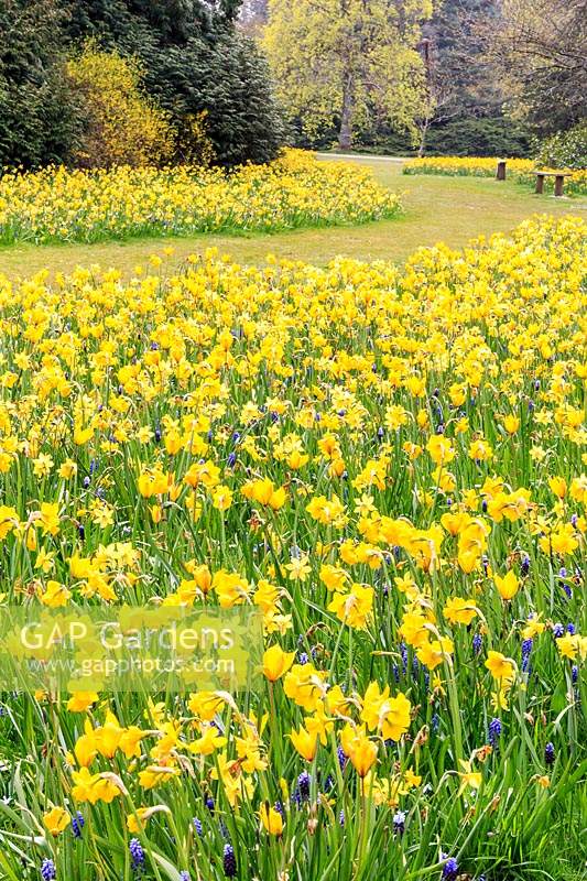 River of gold. 50,000 spring bulbs featuring little daffodil Narcissus TÃªte Ã¡ TÃªte, species tulips Tulipa sylvestris and Tulipa clusiana, and blue grape hyacinth Muscari. These were planted in just 3 hours using an automated turf-lifter, bulb grader and planting machine. Exbury Gardens.