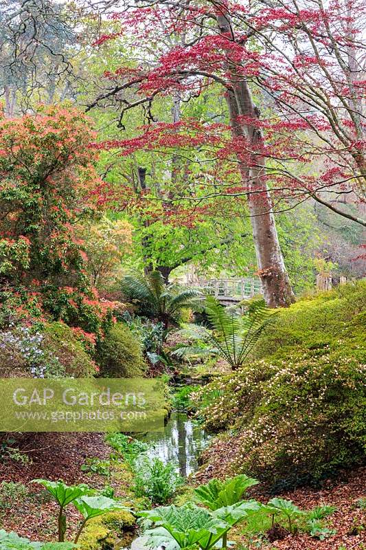 View from Mrs Lionel's Seat down the stream to the Japanese Bridge. Plants Include Gunnera manicata, tree fern Discksonia antarctica, Acer Palmatum Atropurpureum Group, and various azaleas and rhododendrons. Exbury Gardens, Hampshire.
