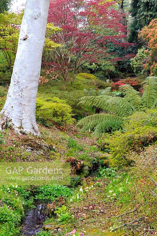 View towards Mrs Lionel's Seat up the stream from the Japanese Bridge. Plants Include the trunk of a mature tree 'possibly white sycamore', tree fern Discksonia antarctica, Acer Palmatum Atropurpureum Group, and various primulas, azaleas and rhododendrons. Exbury Gardens, Hampshire.