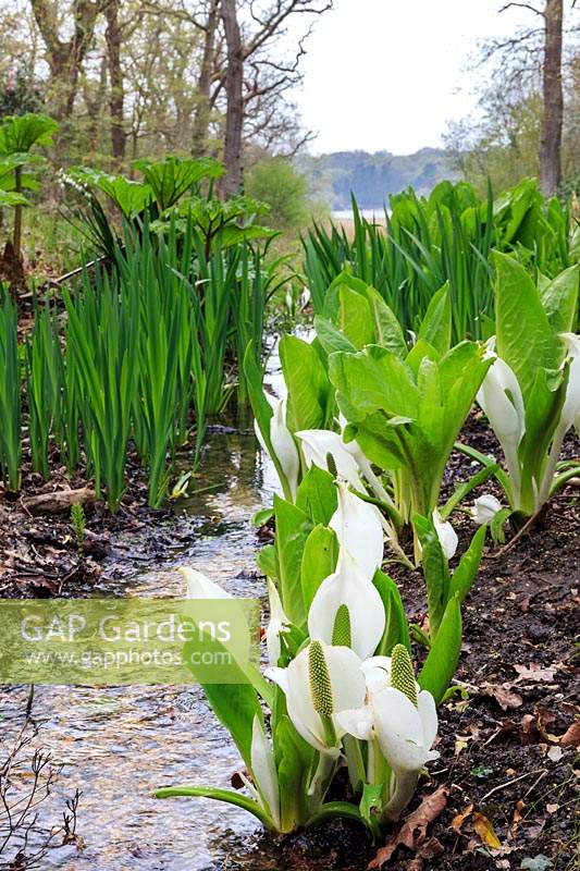 White form of skunk cabbage 'Lysichiton camtschatcensis' grows on the water-line of a stream flowing down into the Beaulieu River in the lower part of the garden. Exbury Gardens, Hampshire.