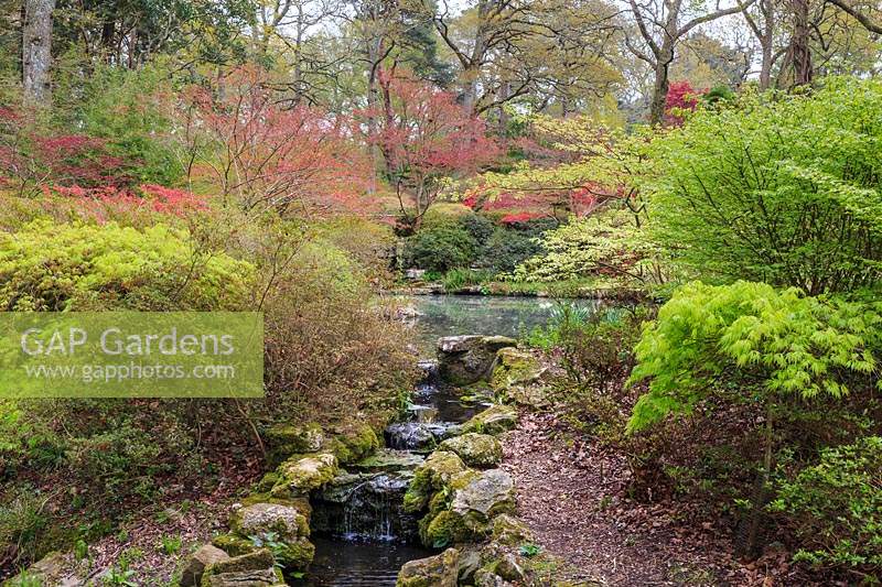 Cascading stream in the lower part of the garden, flanked by Japanese maples - Acer palmatum cvc. in spring leaf. Azaleas and pool in the background. Exbury Gardens, Hampshire.