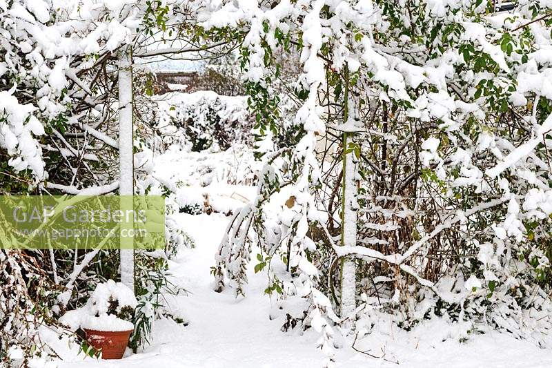 Winter scene: rustic archway covered in climbing roses in the snow. View through to snowy garden beyond, terracotta pot covered in snow in the foreground.