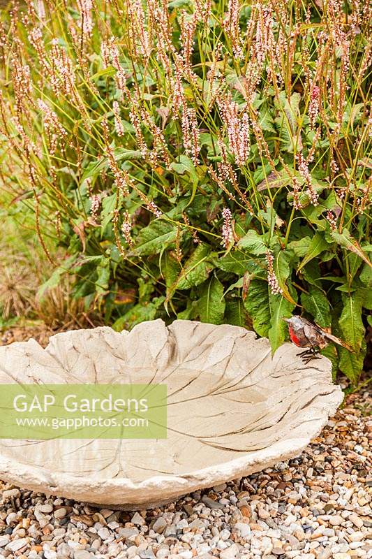 Large concrete bird bath made with a Tetrapanax leaf with metal robin and Persicaria amplexicaulis 'Rosea' - October, France.