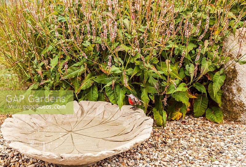 Large concrete bird bath made with a Tetrapanax leaf with metal robin and Persicaria amplexicaulis 'Rosea' 