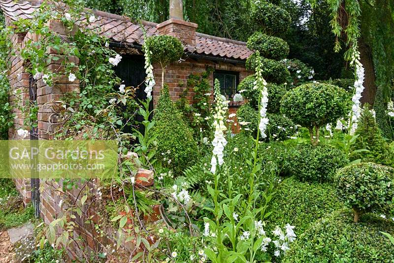 Mixed planting with topiary, Digitalis purpurea and climbing roses with abandoned Potter's Shed - Dial A Flight, RHS Chelsea Flower Show 2014 - Sponsors: Dial A Flight.