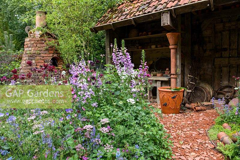 Mixed planting with topiary, Digitalis purpurea, Corydalis and Aqualegia 'Black Barlow', with abandoned Potter's Shed - Dial A Flight, RHS Chelsea Flower Show 2014. Sponsors: Dial A Flight.