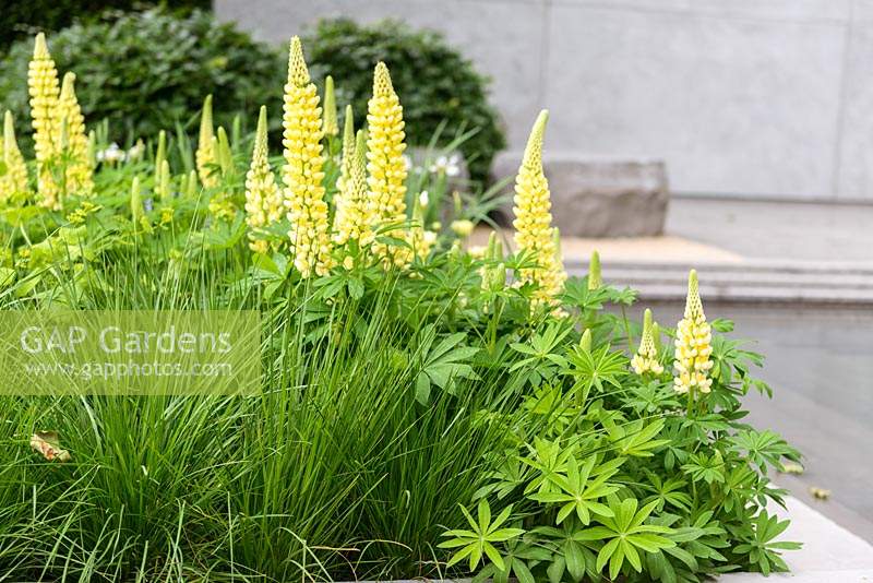 The Laurent-Perrier Garden. Lupinus 'Chandelier'- Band of Nobles Series - Lupin in a bed with ornamental grass. Sponsor: Champagne Laurent-Perrier