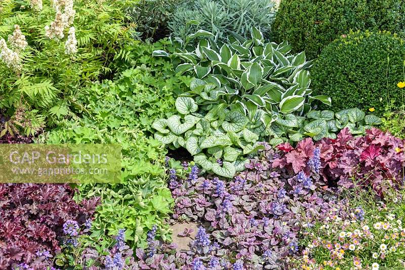 A Hampton Garden, detail of foliage planting. Plants include: Heuchera, Hosta, Brunnera 'Jack Frost', Ajuga reptans and Alchemilla mollis. Sponsor: Squires Garden Centres