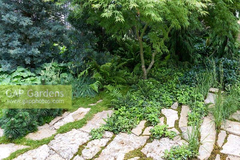 Green is the Colour Garden, foliage planting combinations between stone and in mixed bed.  