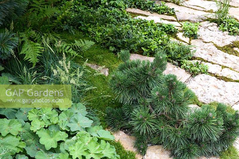 Green is the Colour Garden, planting detail of Pinus - Pine - in paving with  Sagina subulta - Moss - Alchemilla mollis and Molinia caerulea

