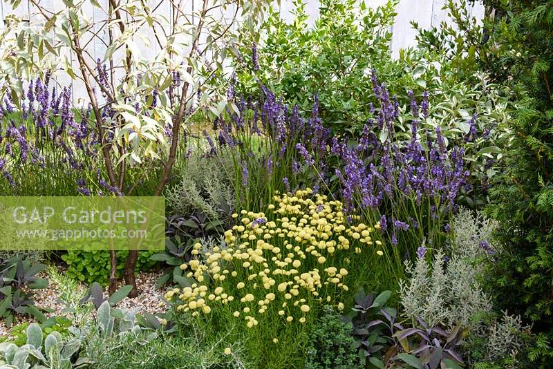 Halo Garden, view of Mediterranean herbs planted in gravel. Plants include: Lavendula - Lavender, Thymus - Thyme, Marjoram - Oregano and Salvia - Sage.
Sponsor: Hambrooks