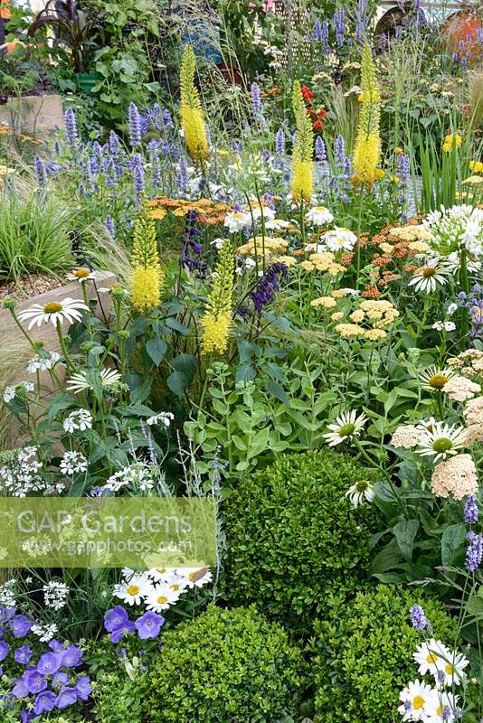 Eremurus, Echinacea 'White Swan', Agastache 'Blackadder', Achillea 'Terracotta' and white Agapanthus - RHS Hampton Court Flower Show 'A space to Connect and Grow' garden 