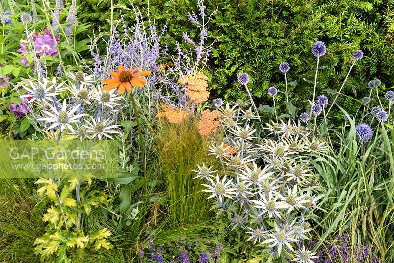Mixed summer border in the Untying the Knot garden - RHS Hampton Court Flower Show 2014 
