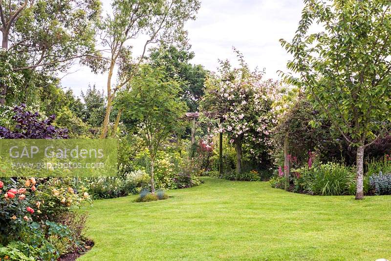 Country garden in June with mixed borders, trees and rose arch with Rosa 'Pauls Himalayan Musk'.