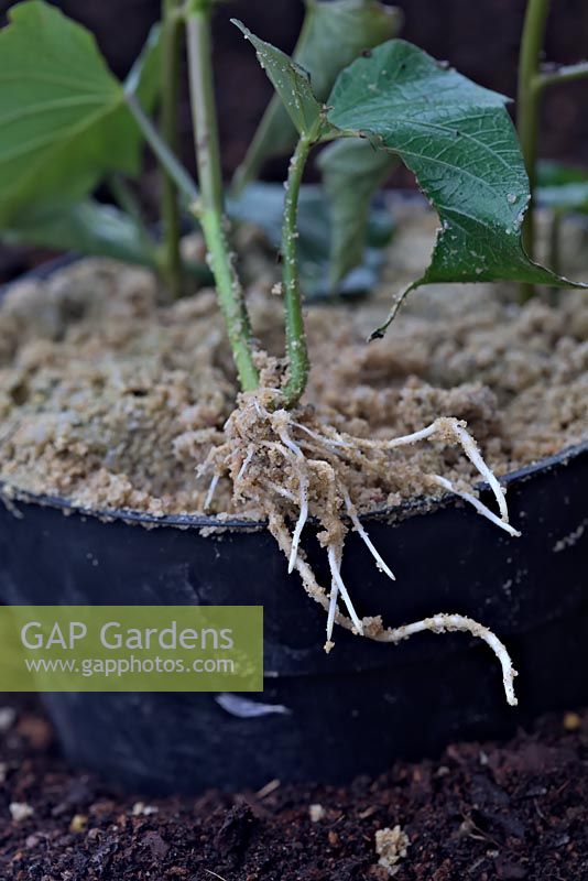 Ipomoea batatas 'Murasaki' - Slips or cuttings of Sweet Potato - will root quickly