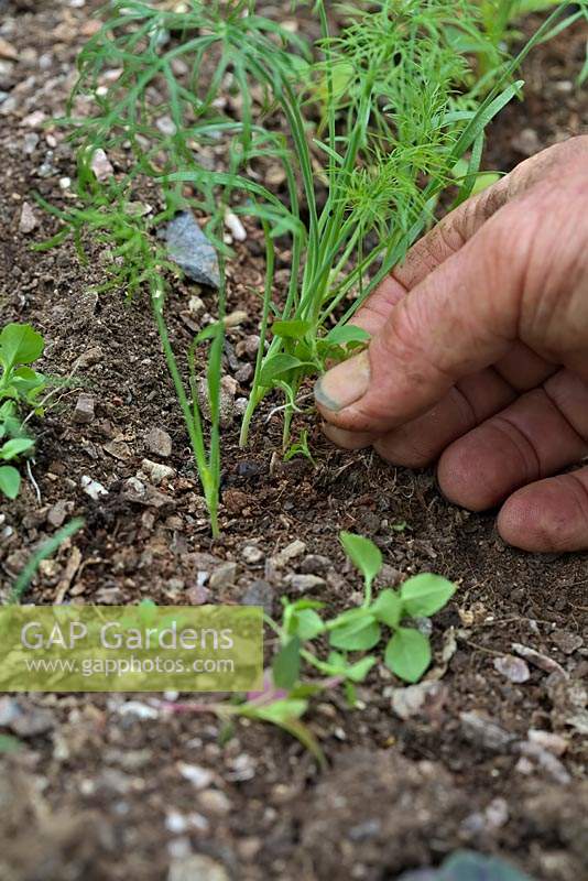 Hand weeding Chickweed - Stellaria media - between row of Foeniculum vulgare 'Finale' - Florence Fennel - seedlings
