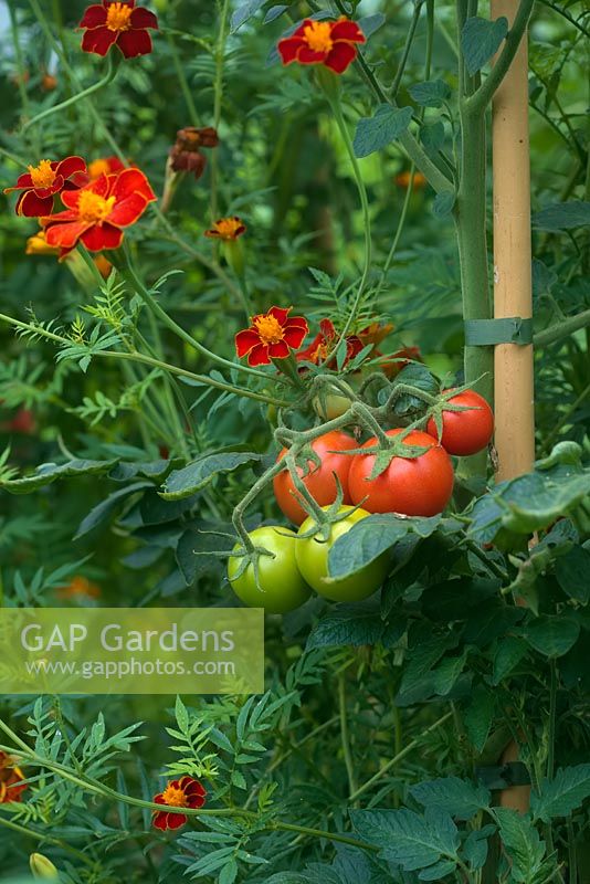Solanum lycopersicum - Tomato plants growing with a tall Tagetes variety to deter pests including whitefly