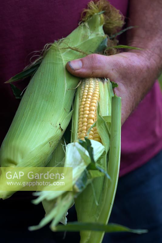 Gardener holding just harvested Zea mays 'Ovation' AGM Sweet Corn