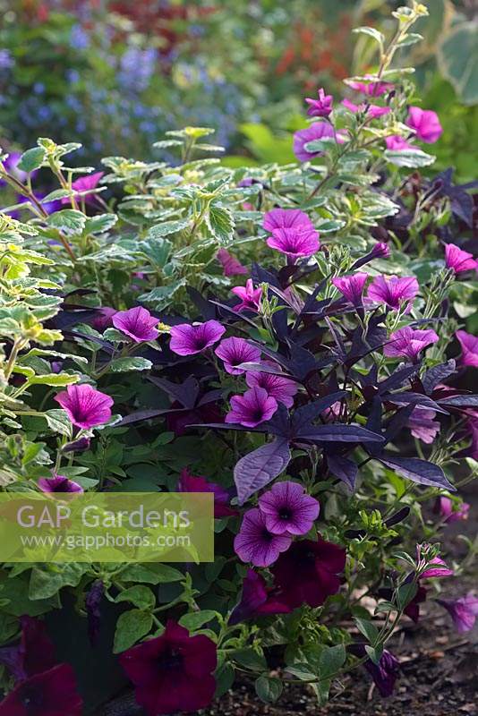 Annual bedding planting combination: Plectranthus madagascariensis 'Variegated Mintleaf' with Ipomoea 'Sweet Caroline Purple', Petunia 'Surfinia Pink Vein' and Petunia 'Sanguna Burgundy'