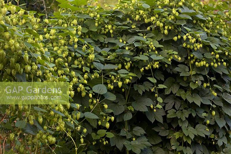 Humulus lupulus 'Cascade' in late August, first year of planting