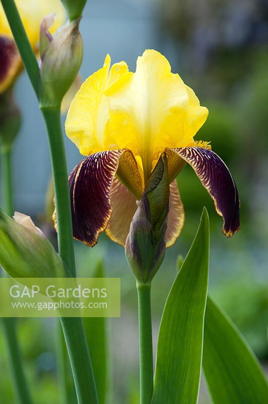 Iris 'Rajah' - tall bearded iris in May, late Spring.