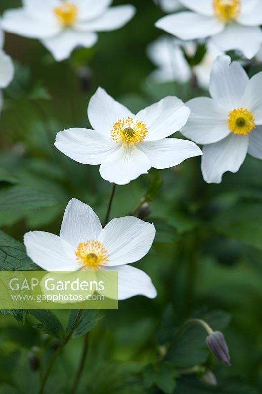 Anemone 'Wild Swan'. May, late Spring.