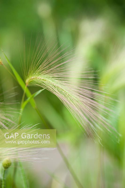 Hordeum jubatum - foxtail barley