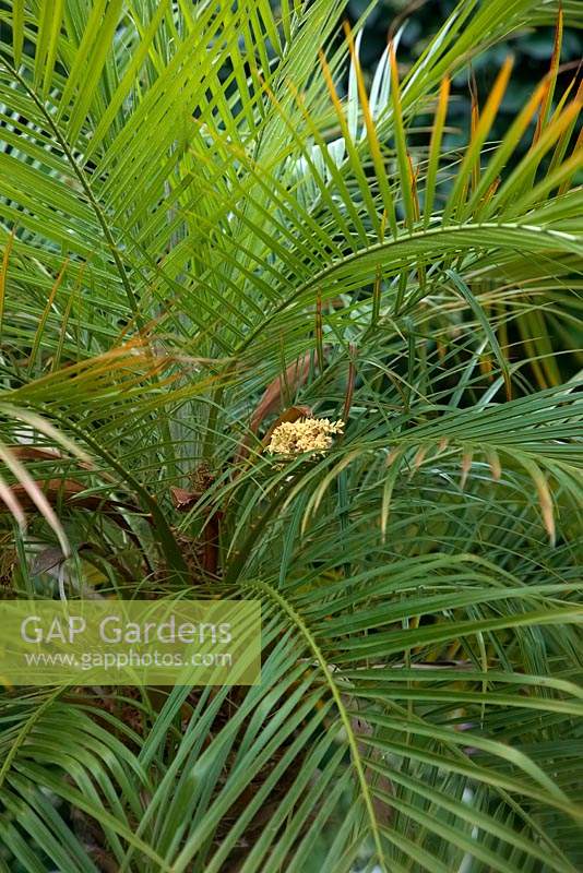 Phoenix roebelenii - Pygmy Date Palm