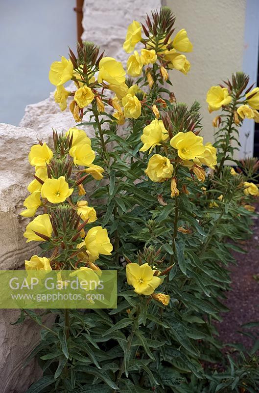 Oenothera biennis - Evening Primrose - growing by a wall