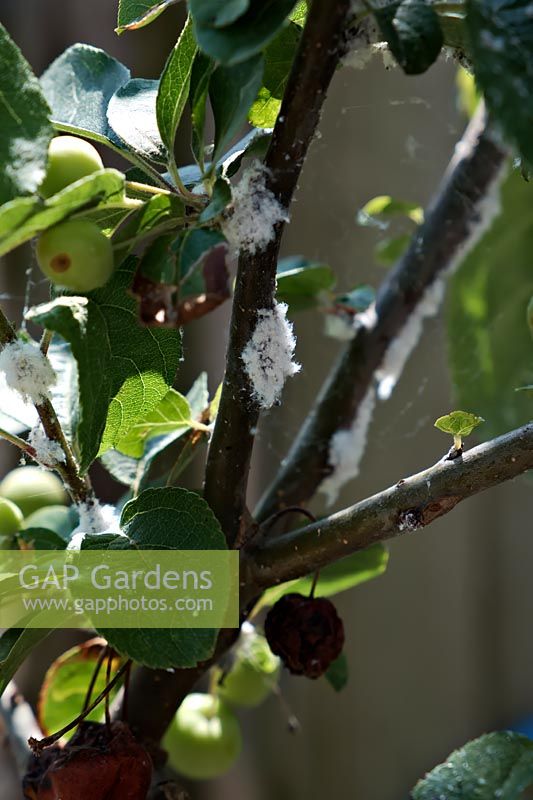 Woolly Aphid or American Blight - Eriosoma lanigerum  - on Malus 'Red Sentinel' - Crabapple