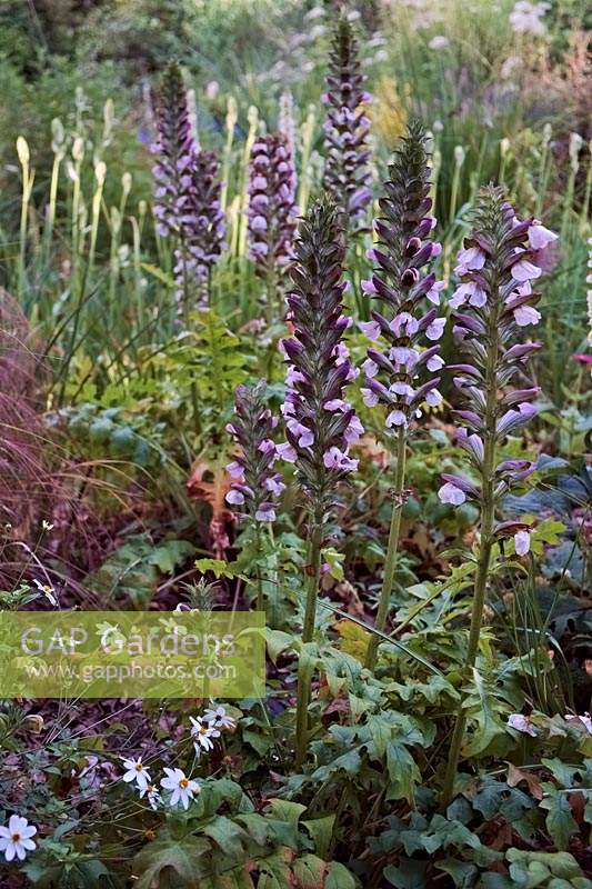 Acanthus hungaricus 'Alex' in a flower bed
