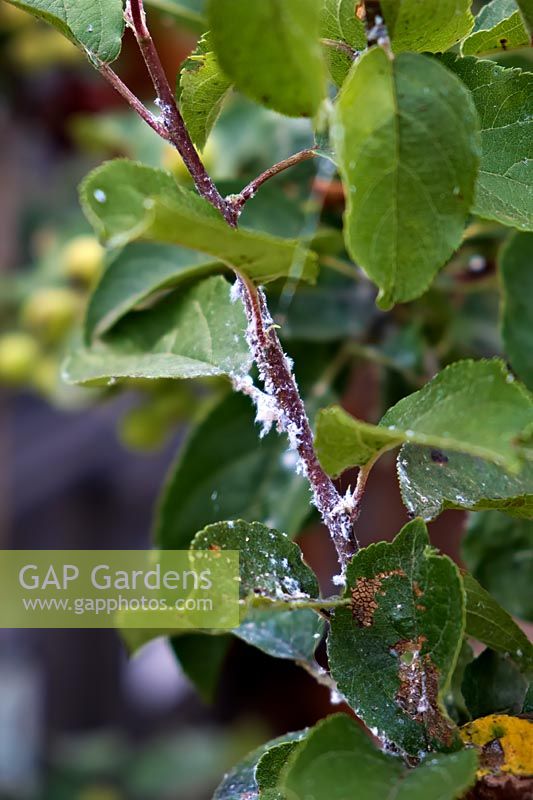 Woolly Aphid or American Blight - Eriosoma lanigerum - on Malus 'Red Sentinel' - Crabapple