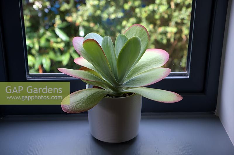 Kalanchoe thyrsifolia succulent pot plant on a windowsill.