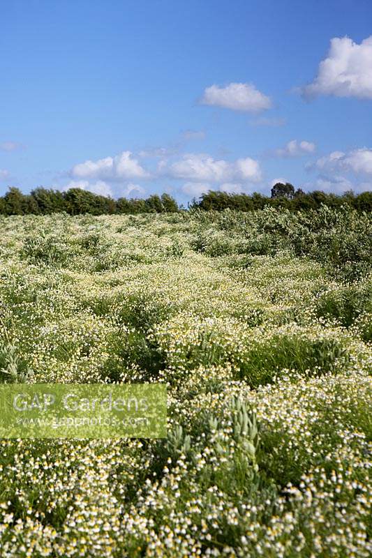 Field of Chamaemelum nobile - Chamomile - with blue sky