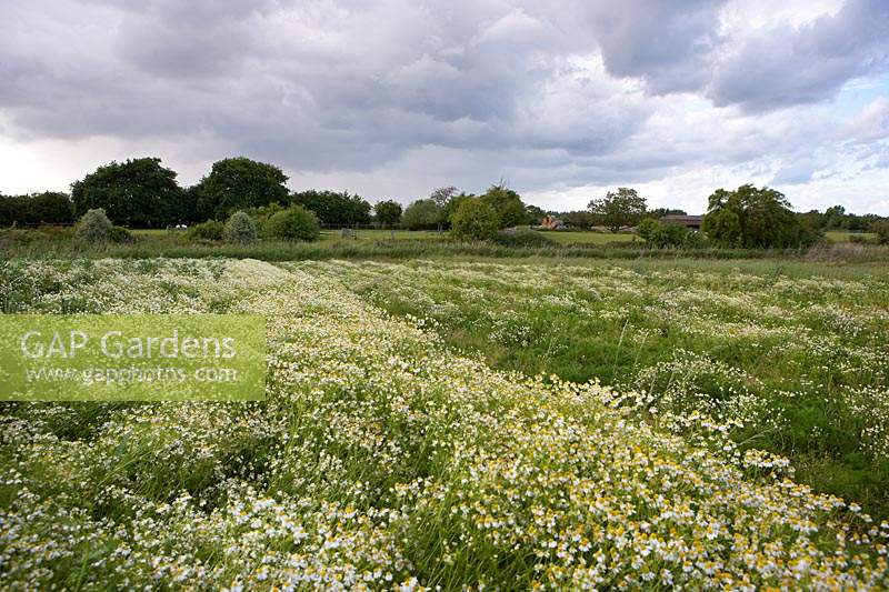 Field of Chamaemelum nobile - Chamomile  - with countryside beyond 