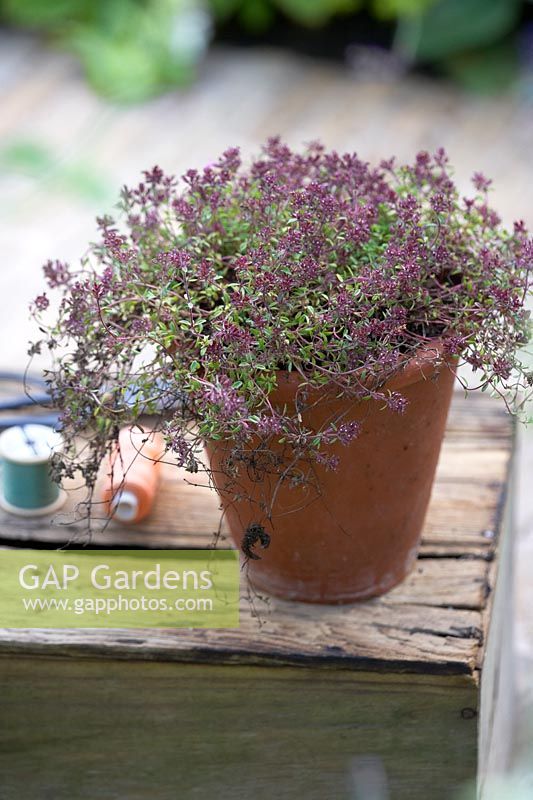 Small terracotta pot of Thymus - Thyme - on wooden crate