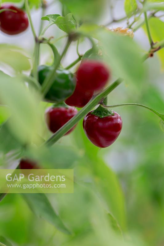 Capsicum annuum 'Cherry Bonb'