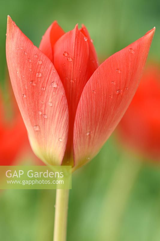 Tulipa linifolia 'Red Gem' - Batalinii Group