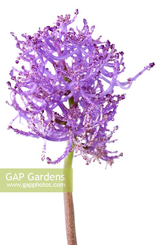 Muscari comosum  'Plumosum' - Feather grape hyacinth  