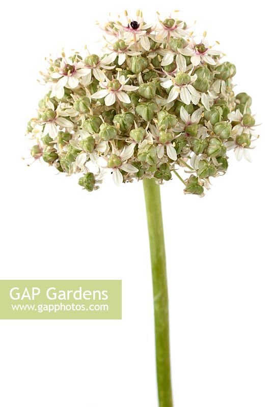 Allium  'Silver Spring'  - Ornamental Onion - seed pods forming  