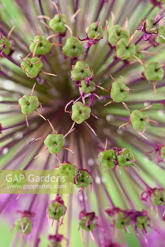 Allium hollandicum 'Purple Sensation' - Ornamental Onion, seed pods forming  